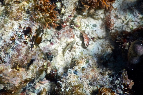 Blennies - Imitator Blenny