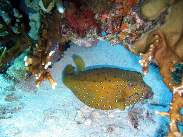 Trunkfish - Yellow Boxfish