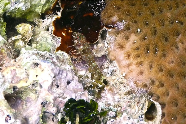 Triplefin Blennies - Roughhead Triplefin