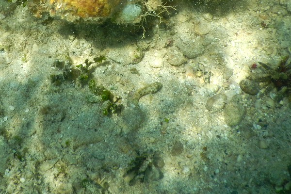 Blennies - Puffcheek Blenny