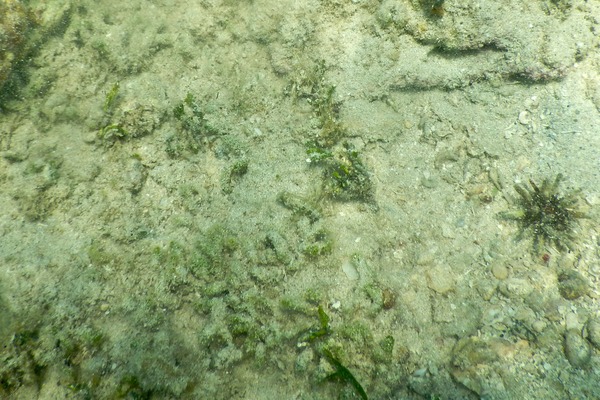 Blennies - Puffcheek Blenny