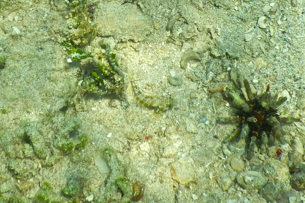 Blennies - Puffcheek Blenny Blennies - Puffcheek Blenny