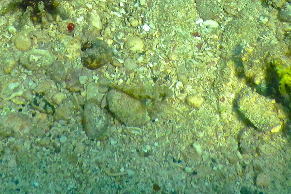 Blennies - Puffcheek Blenny