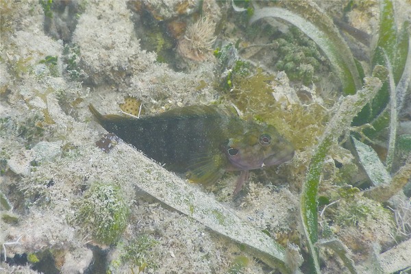 Blennies - Hairy Blenny