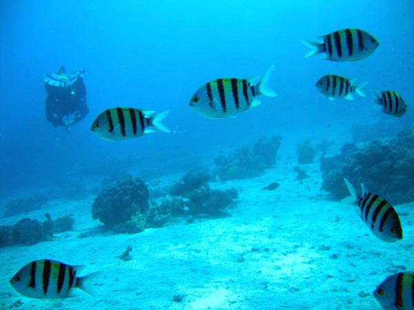 Damselfish - Indo-Pacific Sergeant