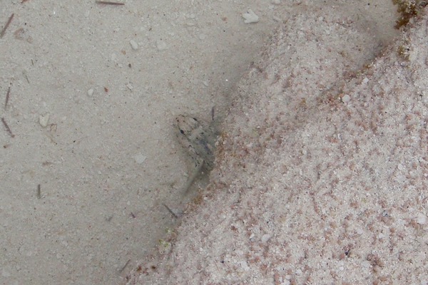 Gobies - Antilles Frillfin