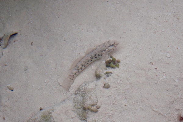 Gobies - Antilles Frillfin