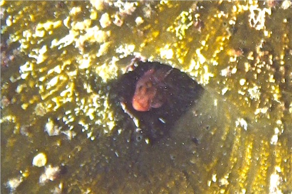 Blennies - Flagfin Blenny