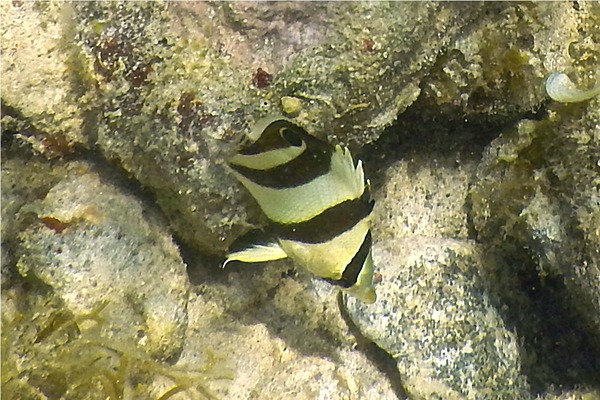 Butterflyfish - Banded Butterflyfish