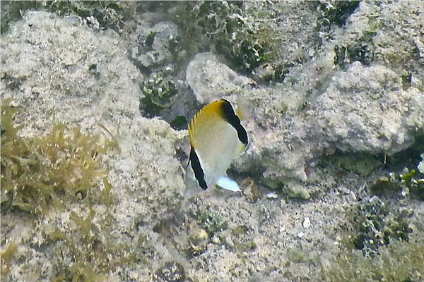 Butterflyfish - Reef Butterflyfish