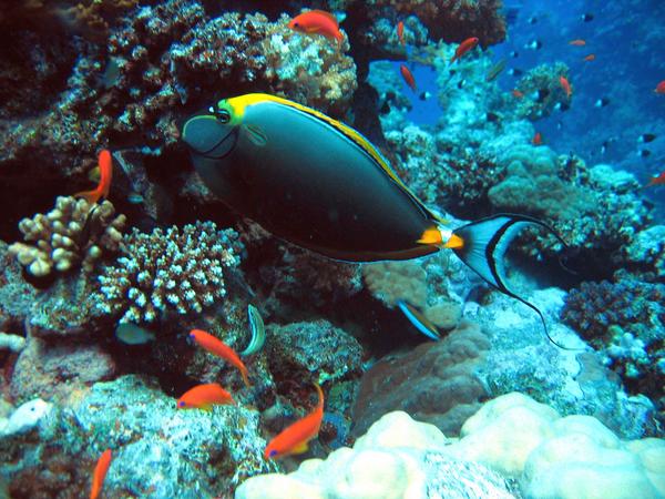 Surgeonfish - Elegant Unicornfish