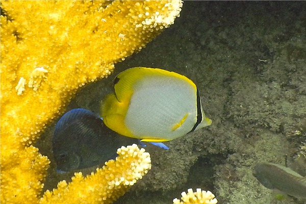 Butterflyfish - Spotfin Butterflyfish