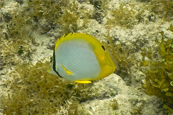 Butterflyfish - Spotfin Butterflyfish