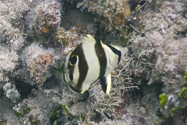 Butterflyfish - Banded Butterflyfish