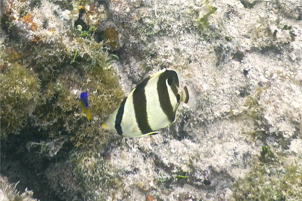 Butterflyfish - Banded Butterflyfish