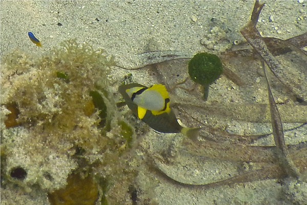 Butterflyfish - Spotfin Butterflyfish