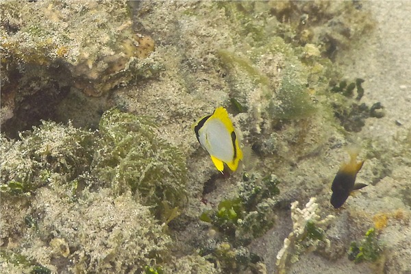 Butterflyfish - Spotfin Butterflyfish