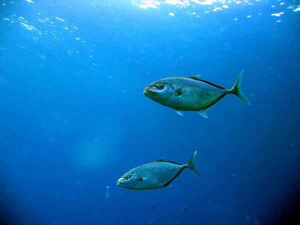 Jacks - Yellowspotted Trevally