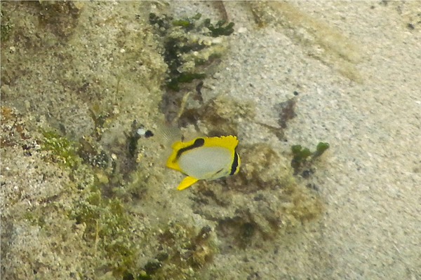 Butterflyfish - Spotfin Butterflyfish