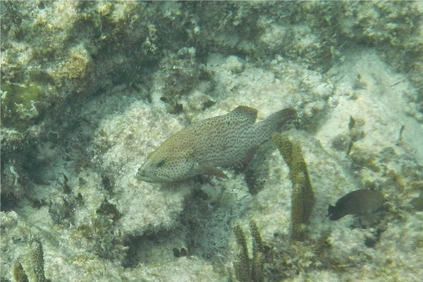 Groupers - Graysby
