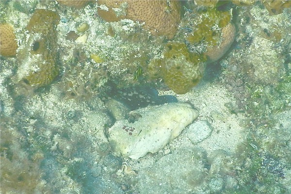Seabasses - Greater Soapfish Seabasses - Greater Soapfish