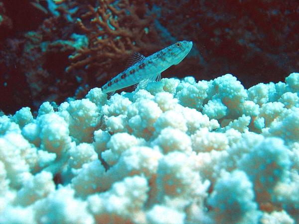 Lizardfish - Variegated Lizardfish