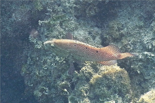 Groupers - Graysby