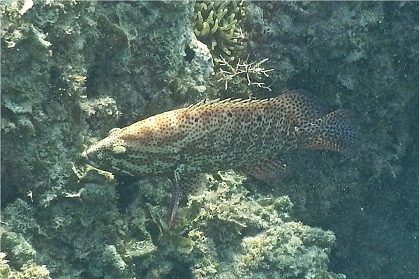 Groupers - Graysby