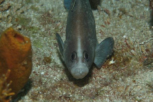 Seabasses - Greater Soapfish