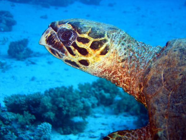 Turtle - Hawksbill Turtle