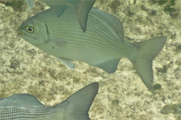 Rudderfishes - Highfin Rudderfish