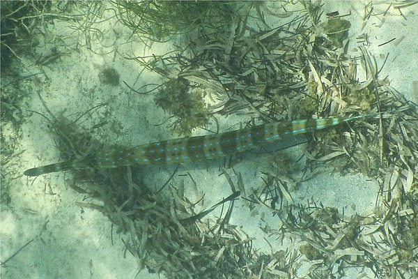 Trumpetfish - Cornetfish