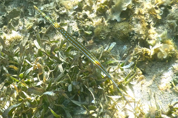 Trumpetfish - Cornetfish