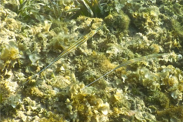 Trumpetfish - Cornetfish