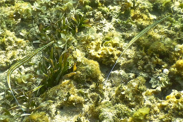 Trumpetfish - Cornetfish