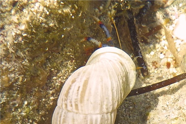 Crabs - Blue Legged Hermit Crab