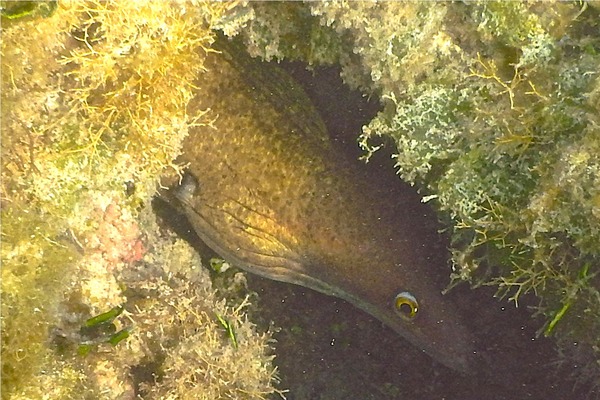 Moray - Purplemouth Moray Moray - Purplemouth Moray