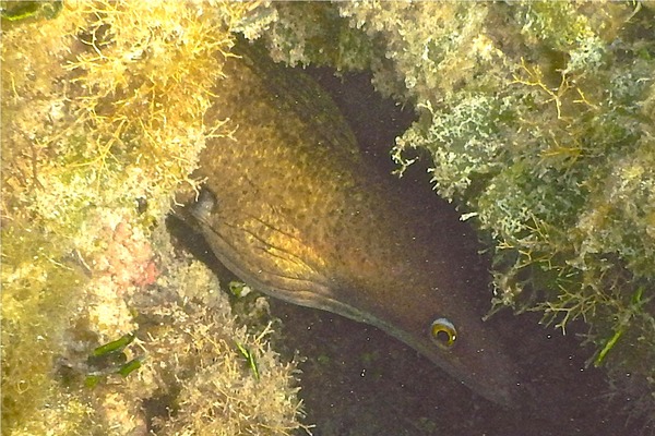 Moray - Purplemouth Moray