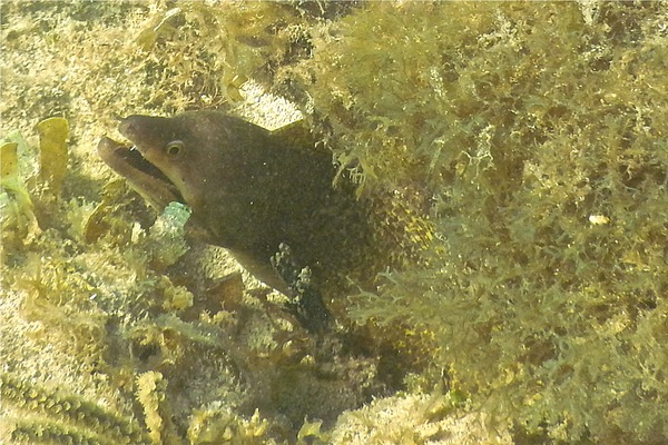 Moray - Purplemouth Moray Moray - Purplemouth Moray
