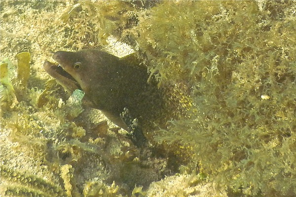 Moray - Purplemouth Moray