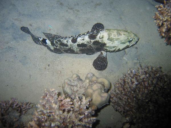 Groupers - Malabar Grouper