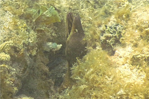 Moray - Purplemouth Moray