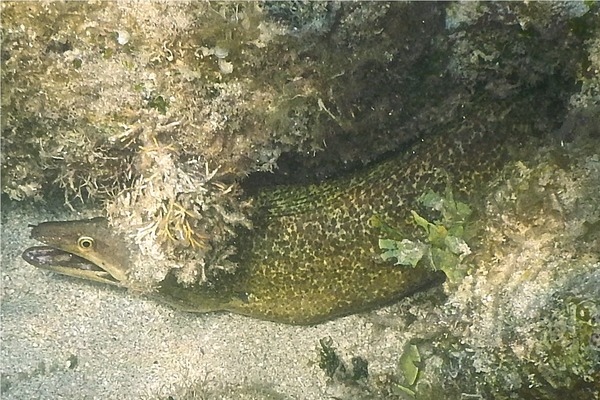 Moray - Purplemouth Moray Moray - Purplemouth Moray
