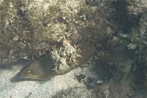 Moray - Purplemouth Moray Moray - Purplemouth Moray