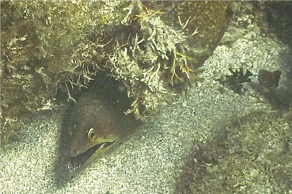 Moray - Purplemouth Moray Moray - Purplemouth Moray