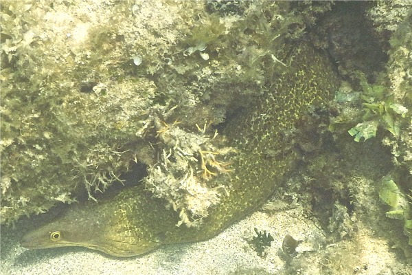 Moray - Purplemouth Moray Moray - Purplemouth Moray