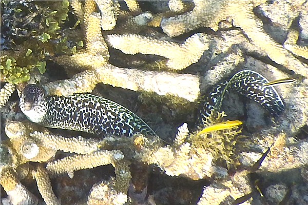 Moray - Spotted Moray