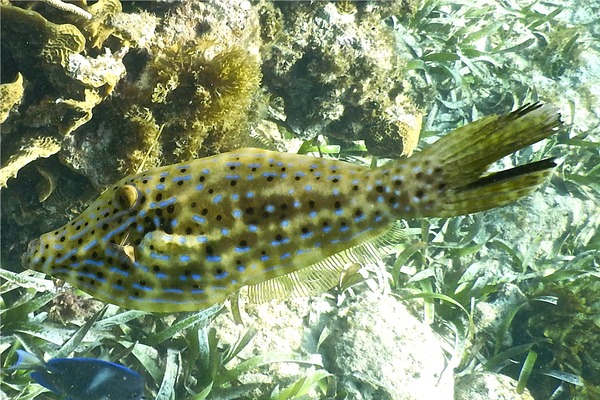 Filefish - Scrawled Filefish Filefish - Scrawled Filefish