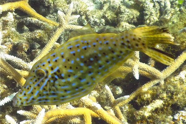 Filefish - Scrawled Filefish Filefish - Scrawled Filefish