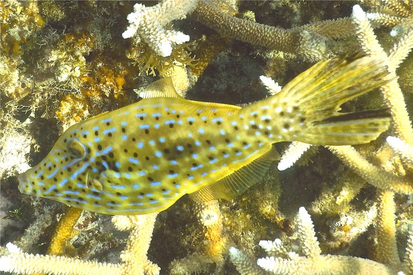 Filefish - Scrawled Filefish Filefish - Scrawled Filefish